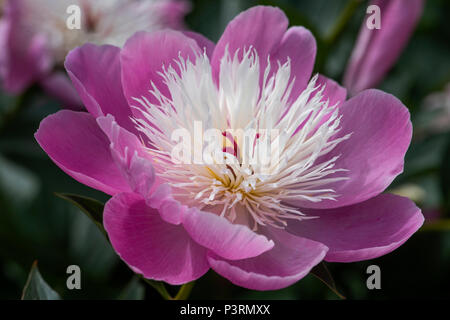 Close-up immagine della splendida fioritura estiva Paeonia lactiflora 'ciotola di bellezza' peonia 'ciotola di bellezza' Fiore rosa Foto Stock