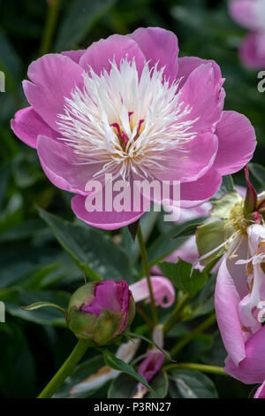 Close-up immagine della splendida fioritura estiva Paeonia lactiflora 'ciotola di bellezza' peonia 'ciotola di bellezza' Fiore rosa Foto Stock