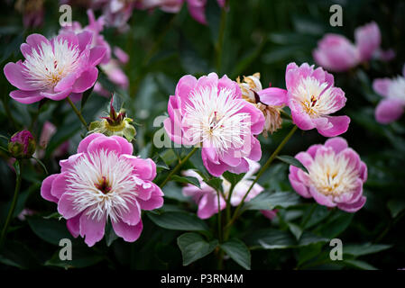 Close-up immagine della splendida fioritura estiva Paeonia lactiflora 'ciotola di bellezza' peonia 'ciotola di bellezza' Fiore rosa Foto Stock