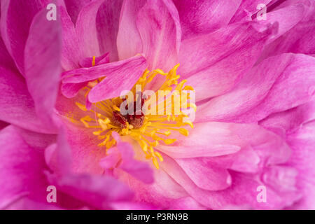 Close-up, full frame di immagine la splendida fioritura estiva rosa peonia fiore Foto Stock