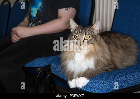 Uno spettacolo di gatti in una sala del villaggio locale con proprietari e gatti alcuni in gabbie alcuni di essere tenuti o seduti su sedie. Foto Stock