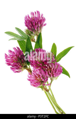 Un vero e proprio prato di fiori selvaggi clover è il miglior cibo per una vacca. Isolato su bianco studioi macro shot Foto Stock