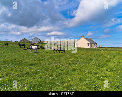 dh Scottish Islands Farm Cottage SANDAY ORKNEY Cow Field of allevamento di bestiame allevamento rurale agricoltura regno unito agriturismo scozia allevamento di bestiame Foto Stock