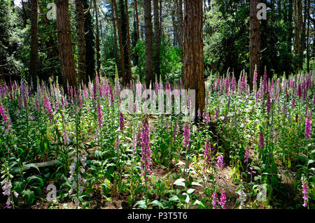 Foxgloves nelle pinete a holkham, North Norfolk, Inghilterra Foto Stock