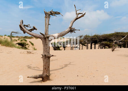 Alberi di pino a formby riserva naturale vicino a Liverpool, Inghilterra, Foto Stock