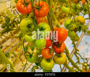 Close up redand pomodori verdi, mature e pomodori acerbi che cresce su una vite in una serra, Golden Circle, Islanda Foto Stock