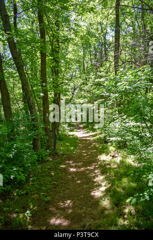 Percorso in forrest Foto Stock