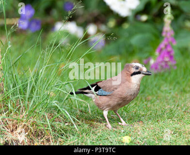 Un grazioso colorato Jay in cerca di cibo su un prato in un giardino in Alsager Cheshire England Regno Unito Regno Unito Foto Stock