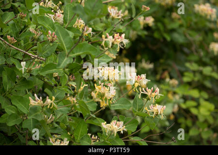 Caprifoglio comune, Lonicera periclymenum, crescendo in una siepe a fianco di una strada in Lancashire North West England Regno Unito GB. È anche noto come Unione ho Foto Stock