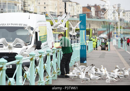 Brighton Regno Unito 19 Giugno 2018 - gabbiani reali mob un uomo che cerca di effettuare una chiamata telefonica sul lungomare di Brighton su un noioso giorno sulla costa sud ma il meteo Le previsioni per riscaldare con il sole nei prossimi giorni di credito: Simon Dack/Alamy Live News Foto Stock