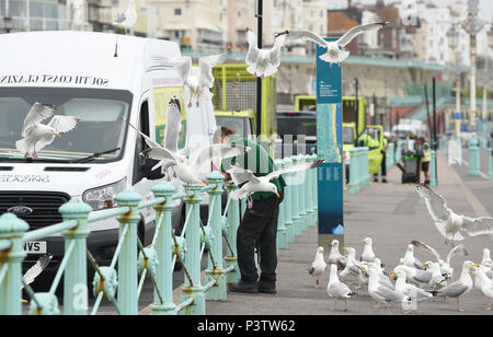 Brighton Regno Unito 19 Giugno 2018 - gabbiani reali mob un uomo che cerca di effettuare una chiamata telefonica sul lungomare di Brighton su un noioso giorno sulla costa sud ma il meteo Le previsioni per riscaldare con il sole nei prossimi giorni di credito: Simon Dack/Alamy Live News Foto Stock