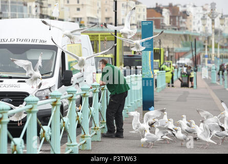 Brighton Regno Unito 19 Giugno 2018 - gabbiani reali mob un uomo che cerca di effettuare una chiamata telefonica sul lungomare di Brighton su un noioso giorno sulla costa sud ma il meteo Le previsioni per riscaldare con il sole nei prossimi giorni di credito: Simon Dack/Alamy Live News Foto Stock