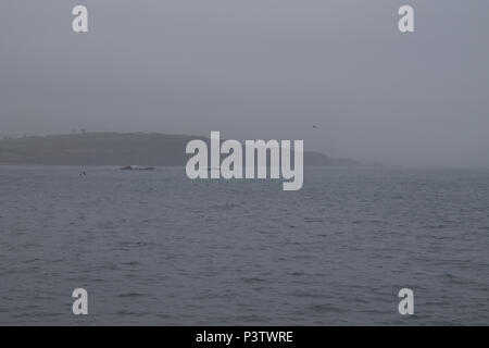 West Cork, Irlanda. 19 giugno 2018. Un umido grigio per iniziare la giornata, con basse nubi e vapore che ricopre le colline quasi fino al livello del mare, con una promessa di meteo più luminose più tardi quando il cloud inizia a rompere. Credito: aphperspective/Alamy Live News Foto Stock