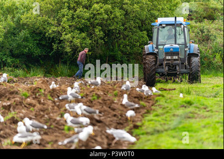 Ballydehob, Irlanda. 19 giugno 2018. Gabbiani cercare un pasto di vermi come appaltatore aratri Ballydehob basato dairy farmer Ben Deane del campo di erba per la reimpostazione. Credito: Andy Gibson/Alamy Live News. Foto Stock