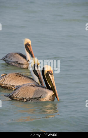 Tre brown pelican uccelli bobbing circa sul mare allo spuntar del giorno, Celestun, Golfo del Messico Foto Stock