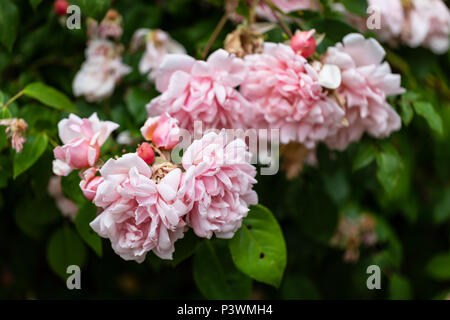 La boccola della luce rosa rose; Copenhagen, Danimarca Foto Stock