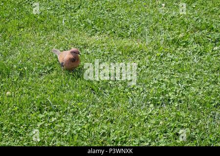 Ridendo Colomba (Streptopelia senegalensis) in Istanbul Foto Stock