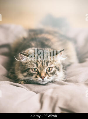 Volto del giovane gatto Siberiano hunt Foto Stock