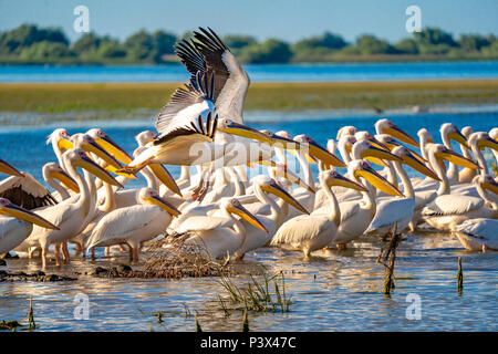 Pellicani nel Delta del Danubio, Romania. Una visione comune per il turista che visita il Delta del Danubio per birdwatching Foto Stock