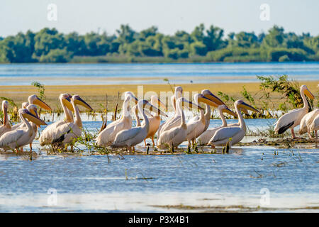 Il Delta del Danubio visione comune il pellicano colonia su Lago di Fortuna Foto Stock