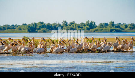 Il Delta del Danubio visione comune il pellicano colonia su Lago di Fortuna Foto Stock