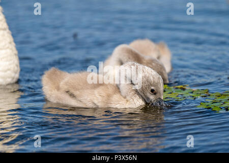 Cigno Cygnets Foto Stock