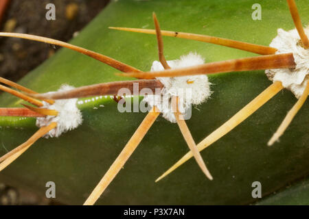 Impressionante cactus spine ,macrofotografia ,composizione orizzontale ,colori vibranti ,studio foto ,soft contrasto , Foto Stock