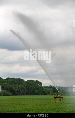 L'irrigazione in agricoltura, la spruzzatura di acqua su un campo con gigli, utilizzando pompe ad alta pressione Foto Stock