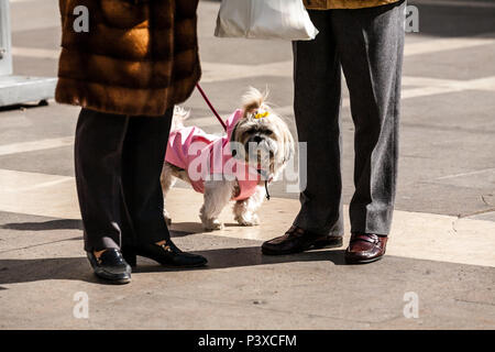 Padova, Italia. Funny white cane piccolo vestito in abiti rosa a piedi con i suoi proprietari Foto Stock