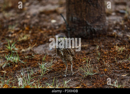 Llanero Tecolote. Athene cunicularia. Lechuza pequeña y de largas patas que se encuentra en todos los paisajes abiertos de América Latina. El Tecolote Foto Stock