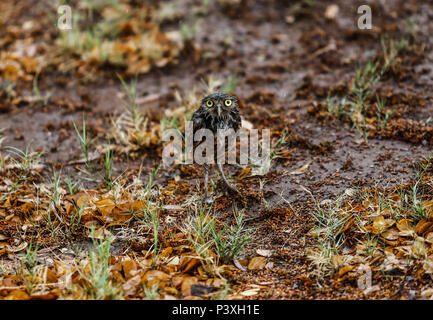 Llanero Tecolote. Athene cunicularia. Lechuza pequeña y de largas patas que se encuentra en todos los paisajes abiertos de América Latina. El Tecolote Foto Stock