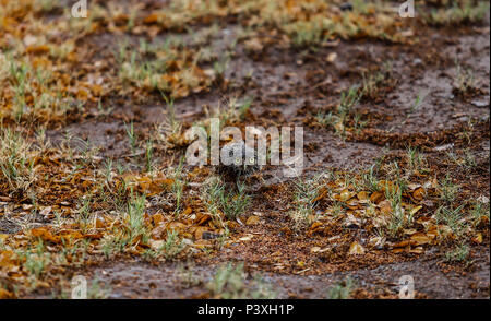 Llanero Tecolote. Athene cunicularia. Lechuza pequeña y de largas patas que se encuentra en todos los paisajes abiertos de América Latina. El Tecolote Foto Stock