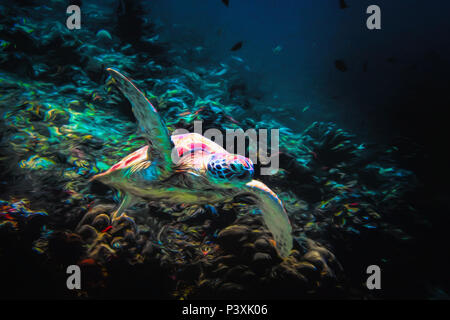 Tartaruga verde disegno astratto Malesia Borneo Foto Stock