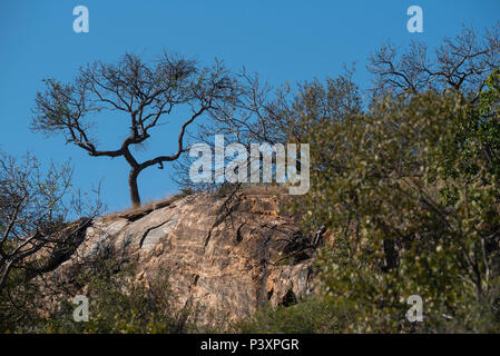 Un marula albero che cresce sulla cima di un promontorio roccioso nel Parco Nazionale di Kruger Foto Stock