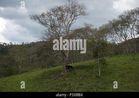 Vaca pastando em fazenda na beira da Rodovia Nova Tamoios (SP-099), próximo ao mirante da Represa de Paraibuna. Foto Stock