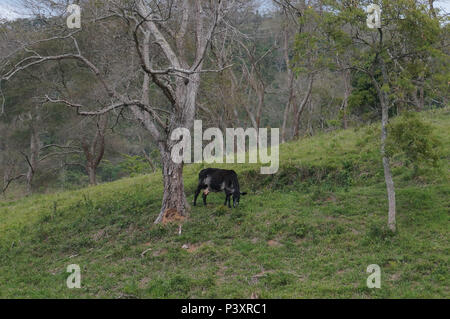 Vaca pastando em fazenda na beira da Rodovia Nova Tamoios (SP-099), próximo ao mirante da Represa de Paraibuna. Foto Stock