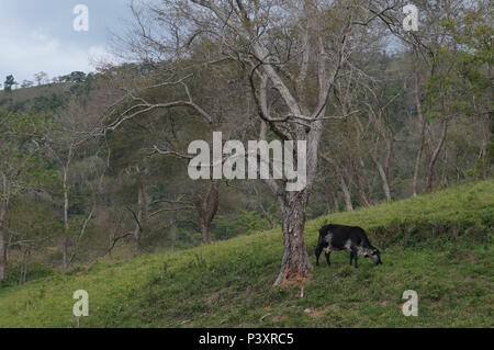 Vaca pastando em fazenda na beira da Rodovia Nova Tamoios (SP-099), próximo ao mirante da Represa de Paraibuna. Foto Stock