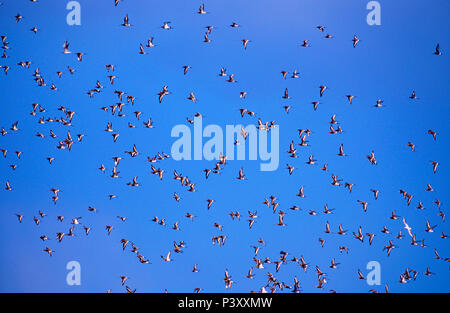 Nero-tailed Godwit, Limosa limosa, Scolopacidae, Godwit, grande gregge, in volo, bird animale, Camargue, Bouches-du-Rhône, Francia Foto Stock
