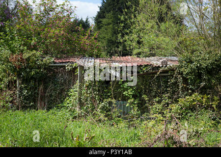 Il vecchio malandato tettoia in legno coperto di cespugli e non ti ricordi circa. Foto Stock