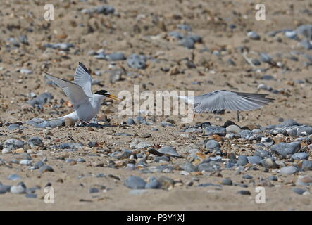 Fraticello (Sternula albifrons aibifrons) coppia il troncaggio dopo l'accoppiamento Eccles-on-Sea, Norfolk Giugno Foto Stock