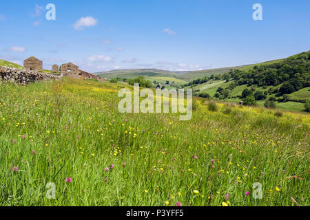 Paese di scena con campo di fiori selvaggi di Prato Renoncules e trifoglio in campagna in estate. Swaledale superiore Yorkshire Dales National Park England Regno Unito Foto Stock