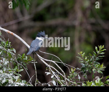 Belted Kingfisher,Ceryle alcyon, su un ramo in Florida, Stati Uniti d'America Foto Stock