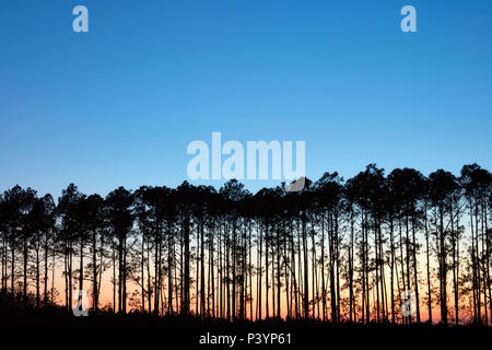 Tramonto dietro una fila di lunghe foglie degli alberi di pino Foto Stock