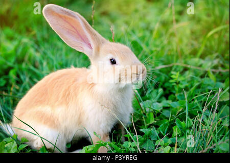 Piccolo coniglio su erba verde Foto Stock