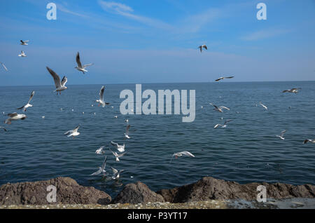 Un sacco di gabbiani in lotta per il pane . Flock of Seagulls volare nel cielo il fuoco selettivo e la profondità di campo. Foto Stock