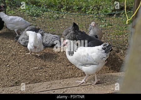 Hybrid galline ovaiole a Marlow pollame, Buckinghamshire. Polli Foto Stock