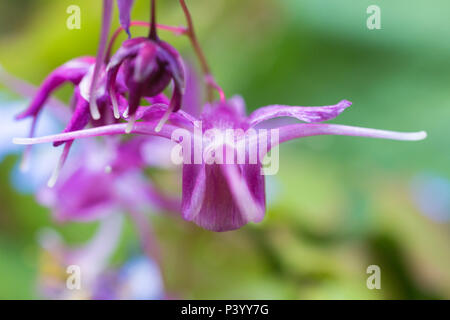 Epimedium grandiflorum 'Lilafee' Foto Stock