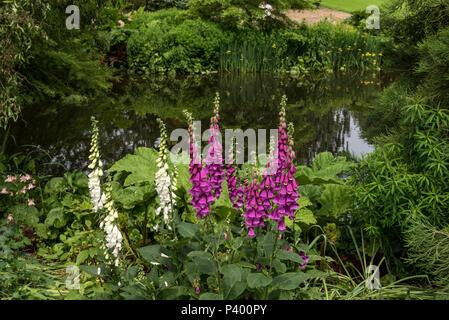 Foxgloves accanto al laghetto inferiore ad RHS Hyde Hall Essex. Foto Stock