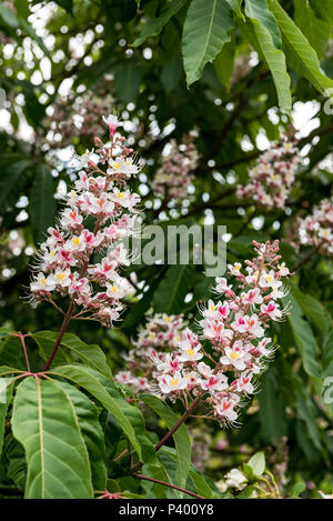 Aesculus Indica, Indian ippocastano, Sapindaceae. Close up di fiori. Foto Stock