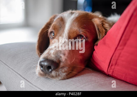 Ritratto di giovane carino Welsh Springer Spaniel cane in appoggio su un divano. Messa a fuoco selettiva su cane's eye Foto Stock